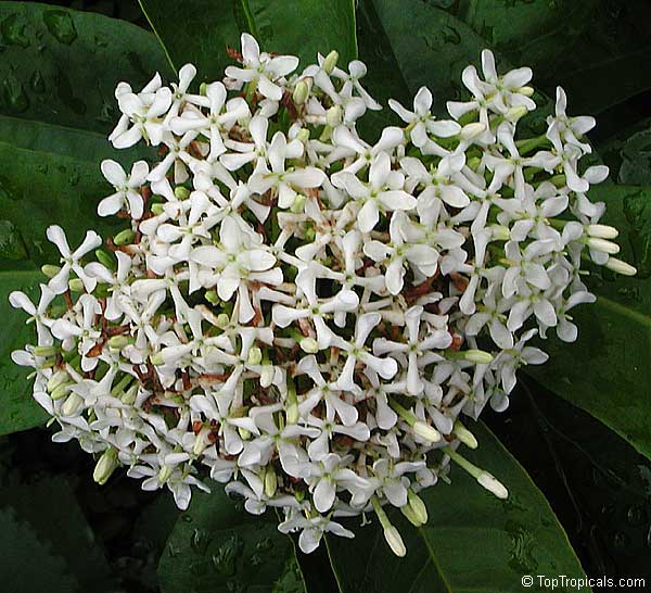 Ixora finlaysoniana (fragrans) - Fragrant Snow Queen