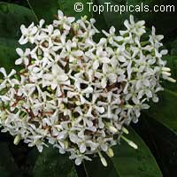 Ixora finlaysoniana (fragrans) - Fragrant Snow Queen

Click to see full-size image