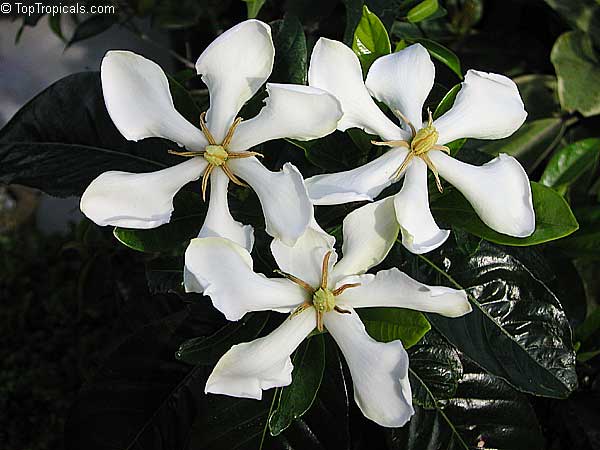 Gardenia (Kailarsenia) vietnamensis - Vietnamese Gardenia 