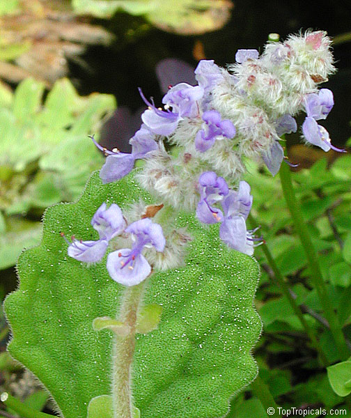 Plectranthus tomentosus, Plectranthus hadiensis var. tomentosus , Camphor Plant, Camphor Basil, Vicks Plant, Succulent Coleus