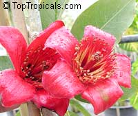 Bombax malabaricum (Бомбакс Малабарский) - растение