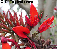 Erythrina variegata, Erythrina indica, Coral Tree, Sunshine Tree

Click to see full-size image