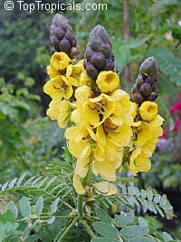 Cassia didymobotrya - Popcorn Cassia

Click to see full-size image