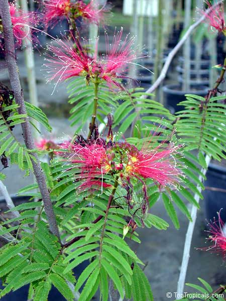 Calliandra houstoniana, Tree Calliandra, Powderpuff