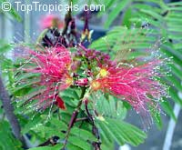 Calliandra houstoniana, Tree Calliandra, Powderpuff

Click to see full-size image