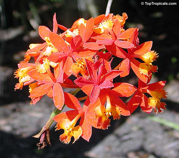 Epidendrum sp., Reed Orchid, Epidendrum Orchid, Clustered Flowers Orchid