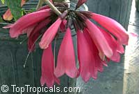 Tecomanthe dendrophylla, New Guinea Creeper vine

Click to see full-size image