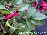 Tecomanthe dendrophylla, New Guinea Creeper vine
