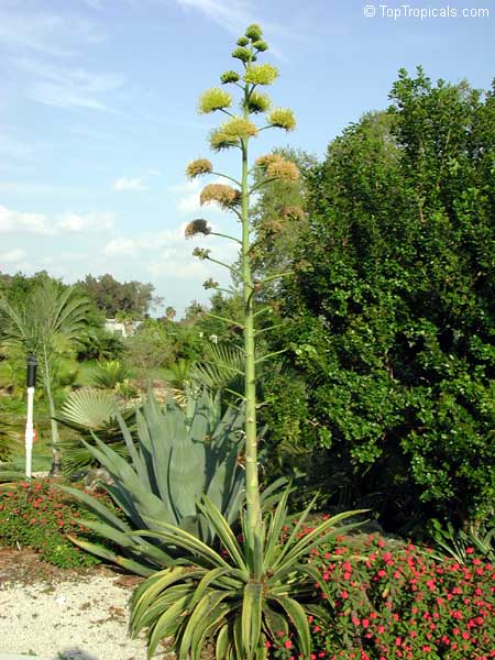 Agave tequilana, Tequila Agave, Century Plant