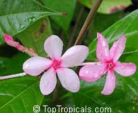 Kopsia fruticosa, Shrub Vinca, Pink Kopsia, Kopsia Merah, Pink Gardenia, Pink Giant Shrub Periwinkle

Click to see full-size image