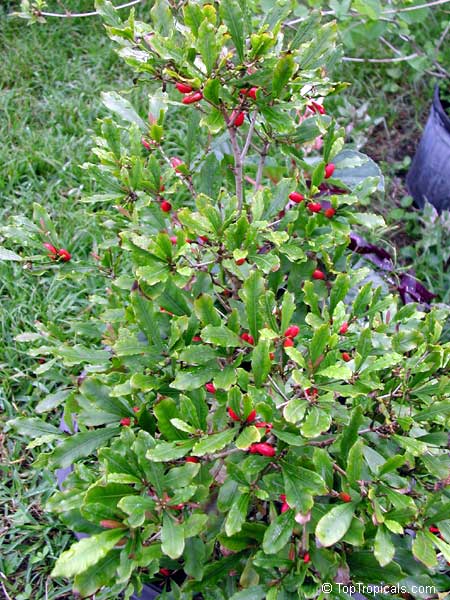 ROYAL LAND Rare Exotic Dwarf Miracle Berry Plant Synsepalum Dulcificum ...