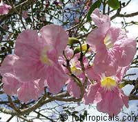 Tabebuia heterophylla, Pink Trumpet Tree

Click to see full-size image