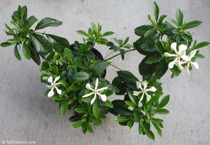 Gardenia (Kailarsenia) vietnamensis - Vietnamese Gardenia