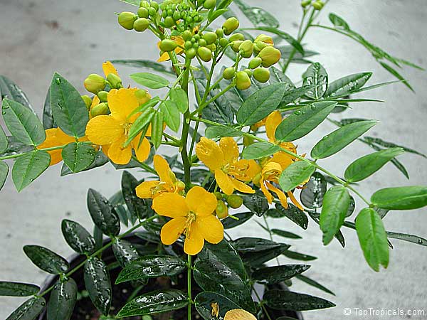 Cassia bahamensis, Senna mexicana chapmanii, Bahama Senna, Bahama Cassia