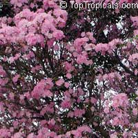 Tabebuia heterophylla, Pink Trumpet Tree

Click to see full-size image
