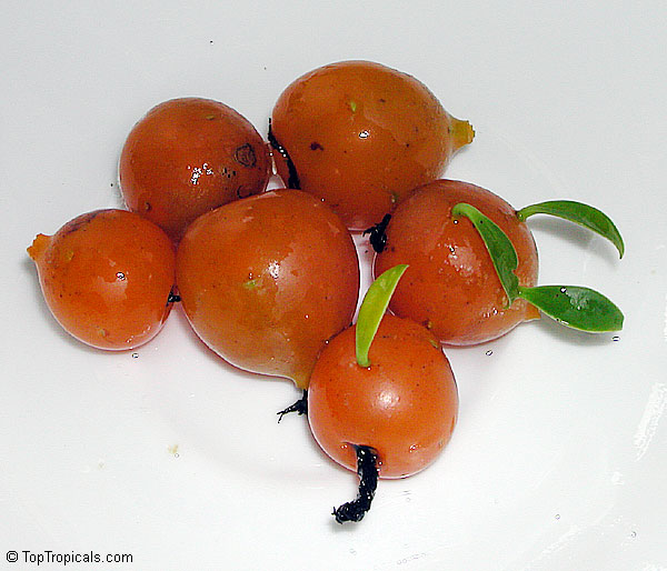 Perescia aculeata - Barbados Gooseberry