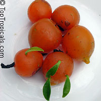 Pereskia aculeata, Barbados Gooseberry, Lemon Vine, Tsunya, Perescia

Click to see full-size image