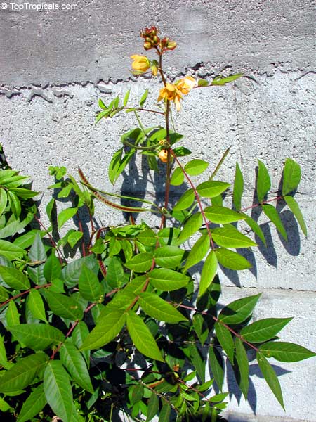 Cassia occidentalis, Senna occidentalis, Cassia ligustrina, Coffee Senna, Fedegoso, Privet Cassia
