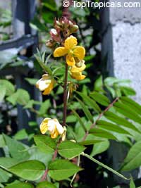 Cassia occidentalis, Senna occidentalis, Cassia ligustrina, Coffee Senna, Fedegoso, Privet Cassia