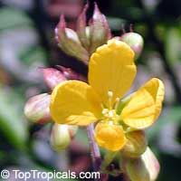 Cassia occidentalis, Senna occidentalis, Cassia ligustrina, Coffee Senna, Fedegoso, Privet Cassia

Click to see full-size image
