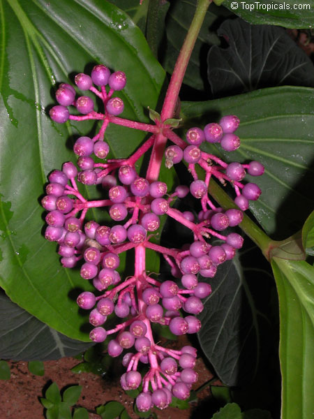 Medinilla cumingii, Chandelier Tree, Showy Melastome, Showy Medinilla, Malaysian Orchid