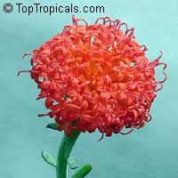Senecio fulgens, Kleinia fulgens, Orange thistle, Coral senecio

Click to see full-size image