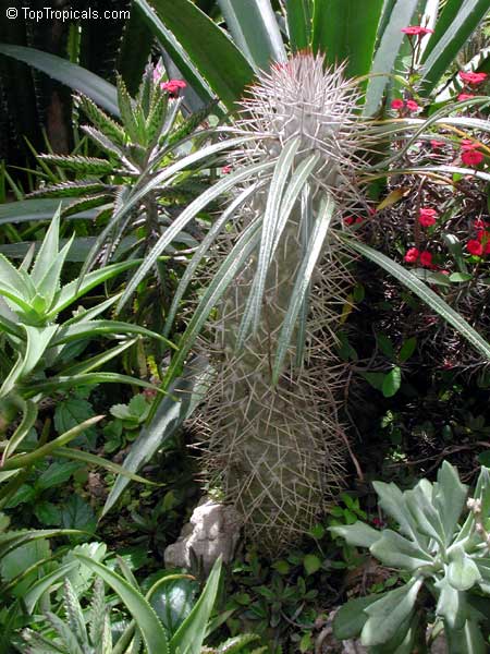 Pachypodium geayi - seeds