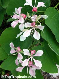 Bauhinia monandra (Баухиния одинокая) - растение