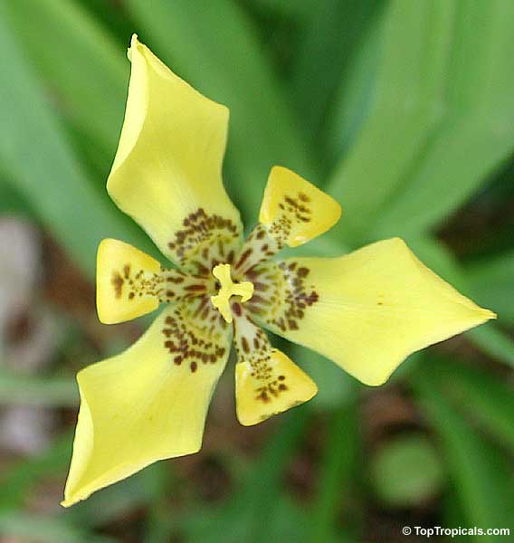 Neomarica longifolia, Trimezia martinicensis, Yellow Walking Iris, Apostle Plant, Martinique trimezia