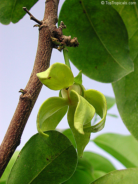 Artabotrys hexapetalus - Ylang Ylang vine, large size