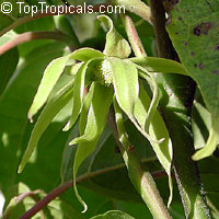 Cananga fruticosa, Cananga odorata var. Fruticosa, Cananga kirkii, Dwarf Ylang-Ylang, Dwarf Chanel #5 Tree

Click to see full-size image