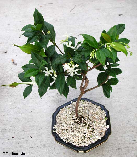 Trachelospermum jasminoides, Confederate Jasmine, Star Jasmine. 1 y.o. bonsai