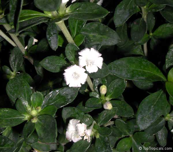 Serissa foetida, Serissa japonica, Serissa crassiramea, Tree of a Thousand Stars, Chinese Flowering White Serissa