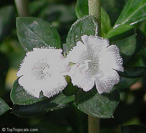Serissa foetida, Serissa japonica, Serissa crassiramea, Tree of a Thousand Stars, Chinese Flowering White Serissa