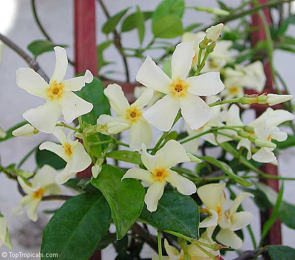 Trachelospermum asiaticum, Asian Jasmine, Yellow star jasmine