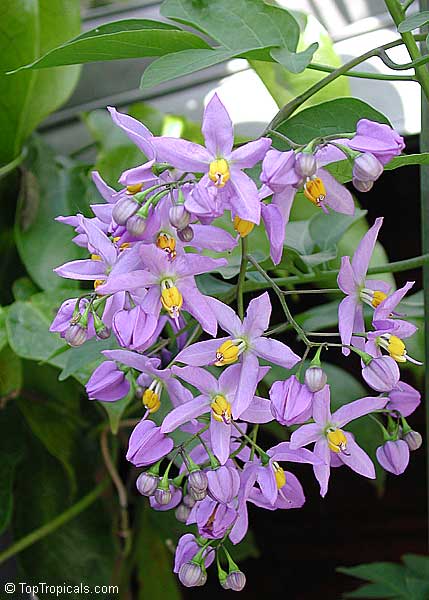 Solanum seaforthianum, Brazilian Nightshade, St. Vincent Lilac, Glycine, Italian Jasmine, Potato Creeper