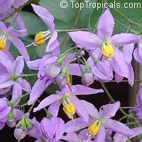 Solanum seaforthianum, Brazilian Nightshade, St. Vincent Lilac, Glycine, Italian Jasmine, Potato Creeper

Click to see full-size image