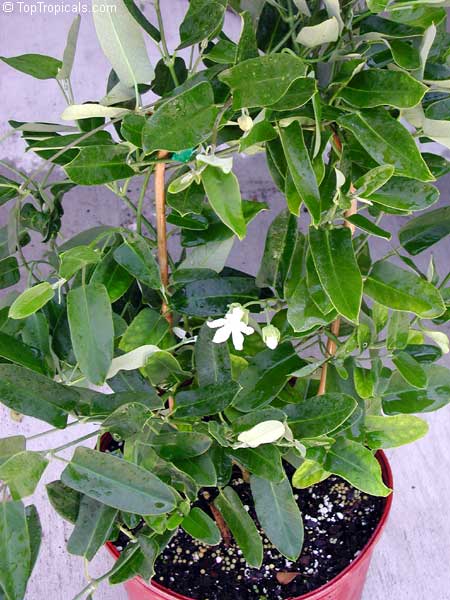 Araujia sericifera, Physianthus albens, Bladder flower