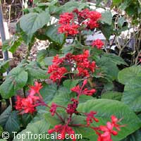 Clerodendrum speciosissimum, Clerodendrum fallax, Clerodendrum japonicum, Java Glorybower, Clerodendron

Click to see full-size image