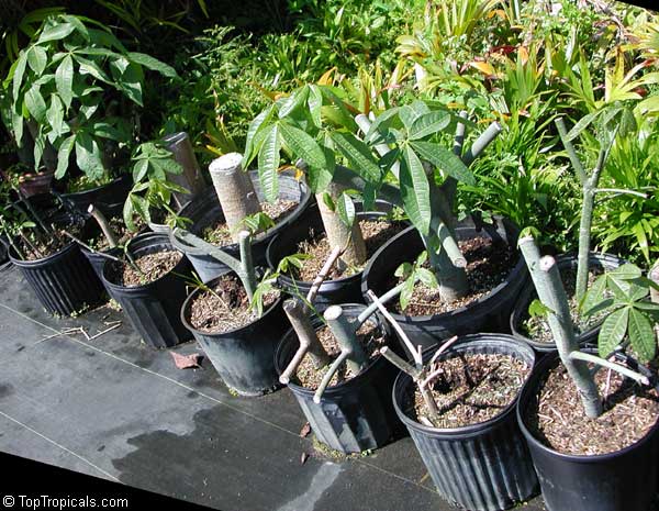 Pachira aquatica, Malabar Chesnut, Guiana Chestnut, Provision Tree, Money Tree . Rooted logs in 3 months with growing leaves