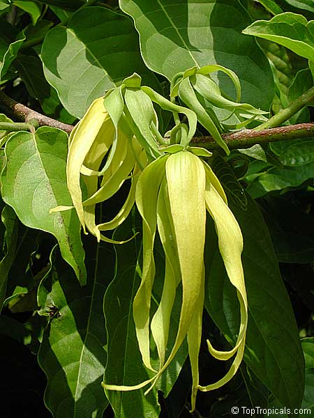 Garden Chronicles of James David: Tips to Care & Cultivate Ylang