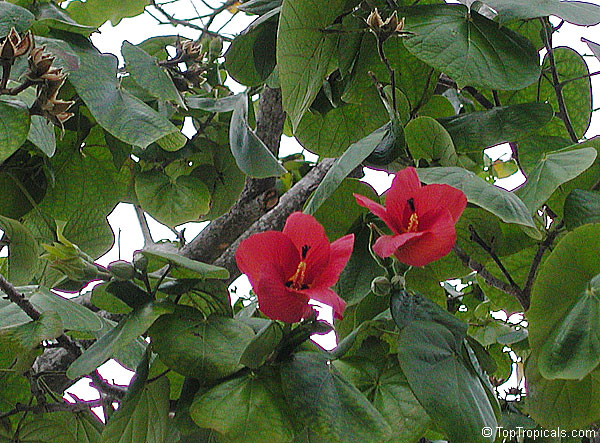Hibiscus tiliaceus, Talipariti tiliaceum, Mahoe