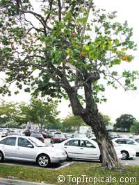 Hibiscus tiliaceus, Talipariti tiliaceum, Mahoe

Click to see full-size image