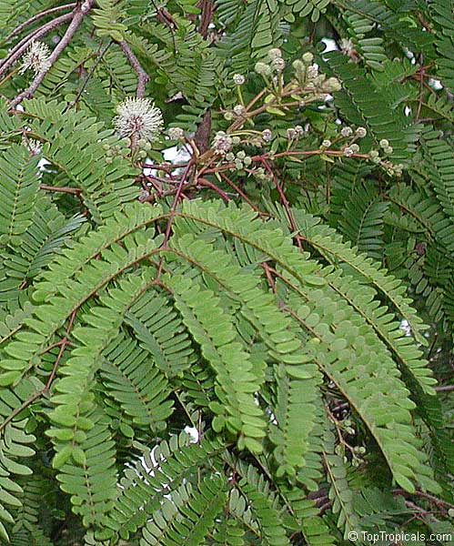 Lysiloma microphylla, Lysiloma watsonii, Feather Bush