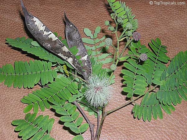Lysiloma microphylla, Lysiloma watsonii, Feather Bush