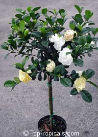 Gardenia jasminoides, Gardenia augusta, Bush Gardenia, Cape Jasmine, Bunga Cina. Gardenia augusta Miami Supreme