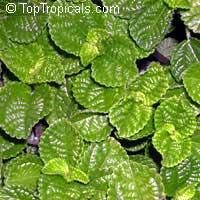 Pilea nummulariifolia, Creeping Charlie

Click to see full-size image