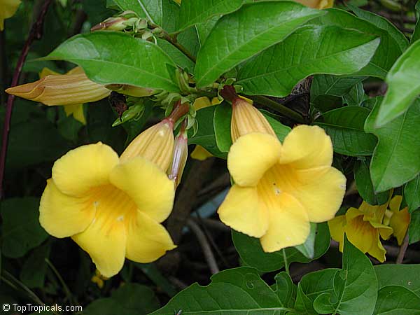 Allamanda cathartica, Allamanda nerifolia, Golden Trumpet Shrub