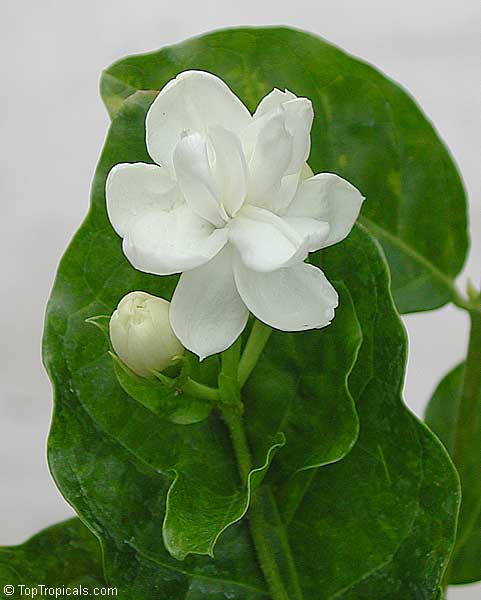 arabian jasmine