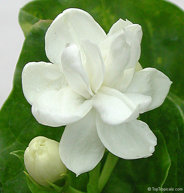 Sambac Jasmine – Sammy's Plant World